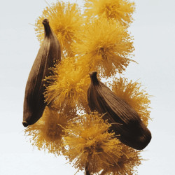 Mimosa & Cardamom Cologne...