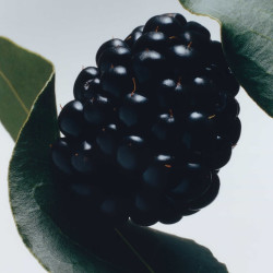 Blackberry & Bay Cologne 100ml