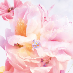 Miss Dior Blooming Bouquet...