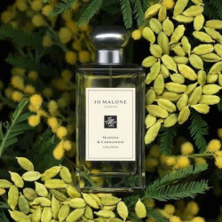 Mimosa & Cardamom Cologne...